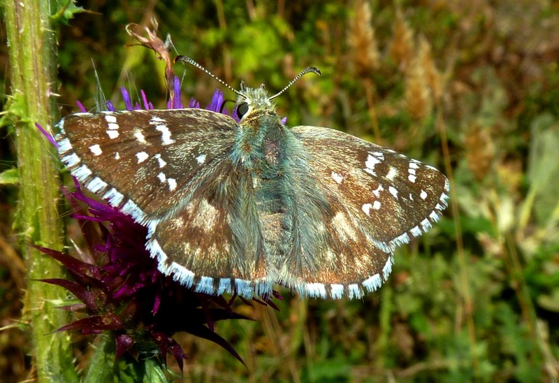 Pyrgus da identificare